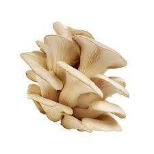 Download free static and animated oyster mushroom vector icons in png, svg, gif formats. Oyster Mushroom Buy Oyster Mushrooms Online Gourmet Garden