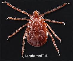 The most important thing to do when you find a tick on you is to remove it. Ticks In Dogs Vca Animal Hospital