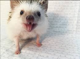 this hedgehog will sink his fangs into