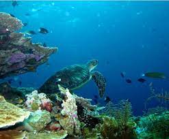 Jom download gambar mewarna kartun yang bermanfaat dan boleh. Gambar Pemandangan Bawah Laut Radea