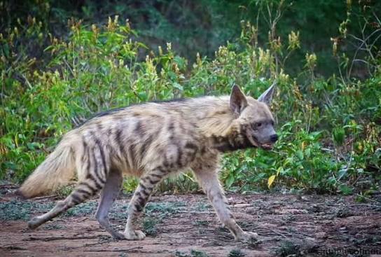 🌿 Encounter with an Indian Hyena During an excursion in the Indian jungle, spotting a striped hyena (Hyaena hyaena) turned into a rare and privileged moment. This animal, sometimes called the Indian
