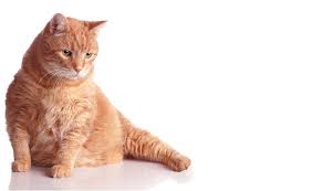 He rejects any other form of food eg.tinned jelly cat food(felix,whiskas.etc) or cooked meat or chicken. 5 Signs Your Cat Has Diabetes Cat Hospital Of Tucson