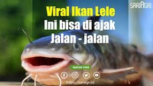 Sapi merah sempurna lahir di israel dikaitkan dengan kiamat. Heboh Kelahiran Sapi Merah Di Israel Diklaim Tanda Akhir Zaman Peternakan Sariagri Id