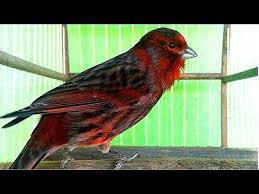O Que Canario Da Terra Come Canto Para Esquentar O Canario Belga Gravado Ao Vivo Youtube Canarios Belgas Canarios Belga