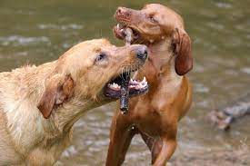Prices given over the phone are estimates only and are subject to change upon actual examination of your pet. Happy Tails Pet Resort Camp