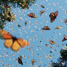 This march i'm walking 10. Butterflies Flock Spring Aesthetic Aesthetic Wallpapers Art