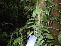 Image result for Lomariopsis