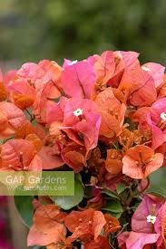 We did not find results for: Bougainvillea Orang Stock Photo By Visions Image 1374999