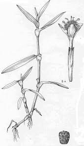 Image result for Cyanotis axillaris