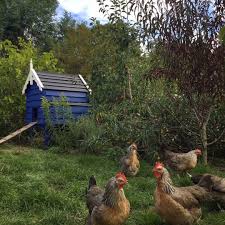 A good starting point is to ask any neighbour that has or has had backyard poultry whether they have. 103 Likes 50 Comments Fairy Wren Cottage Fairywrencottage On Instagram The Cornflower Hen House Our Little Hen House Was Built Out Of Recycled Material