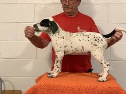 Our dalmatian puppies for sale come from either usda licensed commercial breeders or hobby breeders with no more than 5 breeding mothers. Female Dalmatian Puppy In Colcord Oklahoma Dalmatian Puppies For Sale Dalmatian Puppy Dog Breeder
