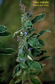 Image result for Vitex trifolia