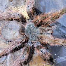 Image result for Centema subfusca