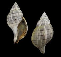 Image result for Hunteria