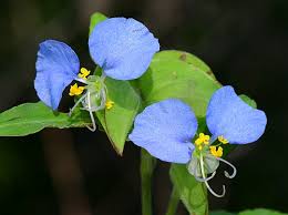 Image result for Commelina saxosa