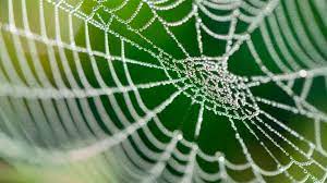 Manusia bercerita kisah rumah tangga, jiran tetangga. Sarang Laba Laba Raksasa Bikin Netizen Ngeri