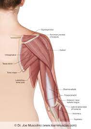 This muscle helps rotate the upper arm. Muscles Of The Posterior Arm Superficial View Learn Muscles