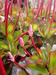 Image result for Epilobium salignum