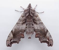 Image result for Actiniopteris dimorpha