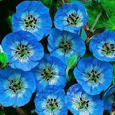 Image result for Geranium bohemicum Orhcid Blue