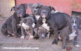 Pittsburgh pennsylvania pets and animals 400 $. Pictures Of Pit Bull Puppies American Pitbull Terriers Apbt