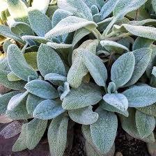 Lamb's ear doesn't grow nearly that tall. Silver Carpet Lambs Ear Plant Stachys Byzantina Silver Carpet High Country Gardens