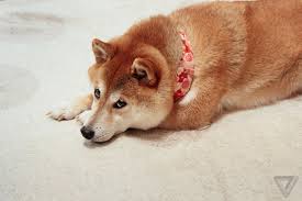 Watch out for people impersonating this page! Wow This Is Doge The Verge