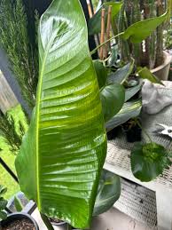 Image result for Strelitzia nicolai