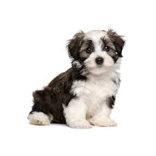 Welcome to twins havanese in florida. Petland Florida