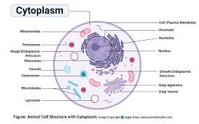 Check spelling or type a new query. Animal Cell Definition Structure Parts Functions And Diagram