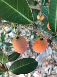 Image result for Garcinia livingstonei