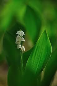The Flower That Blooms In Adversity Is The Rarest And Most Beautiful Of All Hira Smelling Flowers Lily Of The Valley Rare Flowers