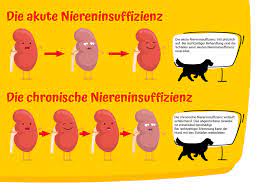 Niereninsuffizienz Beim Hund Alles Was Wichtig Ist