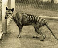 Frankly treating a thylacine is way above my paygrade, so the plan would be triage and fist aid before sending it up the ladder. Tasmanian Tiger Sightings Of Extinct Animal Spark Hunt In Australia The Independent The Independent