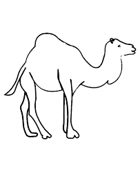 Pin On Camel 骆驼