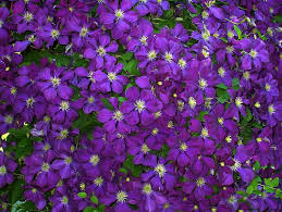 When you notice a plant with purple leaves rather than the normal green color, it is most likely due to a phosphorus deficiency. Clematis Flowers Violet Purple Blue Green Leaves Flowering Plants Ornamental Decorative Blossoms Pikist