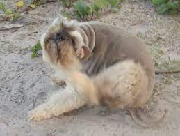 Prednisone Alternatives So That Your Itchy Dog Can Avoid The Serious Side Effects Pethelpful