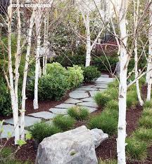 Front Yard Idea Flagstone Path White Birch Tree Trunks Grasses And Small Shrubs Birch Trees Garden Birch Trees Landscaping White Birch Trees