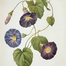 Image result for Streptocarpus glandulosissimus