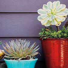 Most varieties are suitable for usda plant hardiness zones 8 through 10, although some may tolerate cooler climates. Water Wise Container Plants That Look Good Do The Most Sunset Container Plants Low Water Plants Plants