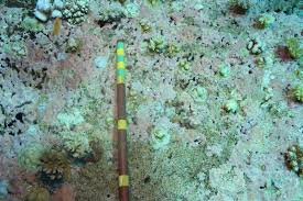 Coral can get dusty and collect dirt. Perfect Settlement Substrate For Juvenile Corals Clean Coral Rock With A Cover By Calcareous Red Living Oceans Foundationliving Oceans Foundation