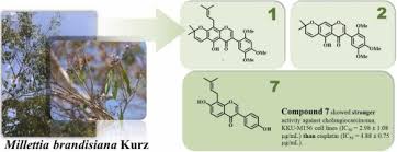 Image result for Millettia lasiantha