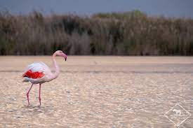 Check spelling or type a new query. Ou Voir Des Flamants Roses En Camargue