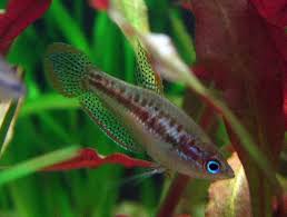 Sparkling Gourami Care Guide Breeding And Compatibility Tropical Fish Tanks Fresh Water Fish Tank Tropical Fish