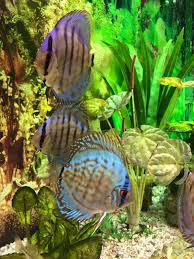 Pin By Murat Cinar On Guppy Aquarium Discus Fish Freshwater Catfish Beautiful Sea Creatures