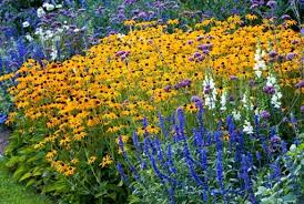 They are especially lovely in cottage gardens where there are often elements of fences, gates, paths, walkways and walls. How To Plant Grow And Care For Perennials Jackson S Nurseries