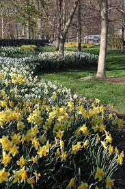 Daffodil Mass Planting Daffodils Garden Bulbs Garden Club