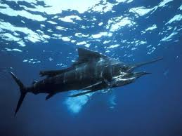 The Fastest Fish In The Ocean Sailfish Can Reach Speeds Of 68 Miles 110 Kilometers Per Hour Courtesy National Geo Ocean Life Ocean Fishing Ocean Creatures