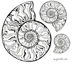#vc #vulture culture #fossil #opalized fossil #ammonite fossil #fire opal #kae's curios #curio my second wire wrapped pendant, an ammonite fossil, silver and dark red wires, not the cleanest but i'm. Three Ammonites In Black And White Sketch Book Nautilus Tattoo Silk Painting