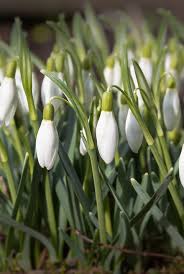 The simplest reason why most plants don't flower year round is that they can't sustain it, they will die. 15 Best Plants That Bloom In Winter Flowers That Develop In The Cold Winter Flowers White Flowering Plants Flowers Uk